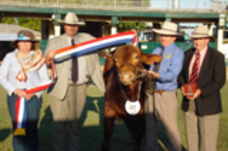 cow