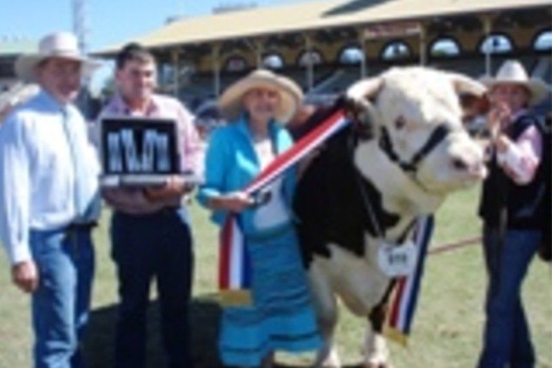 cow