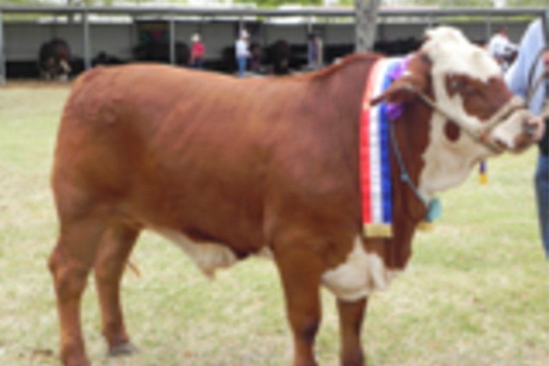 cow