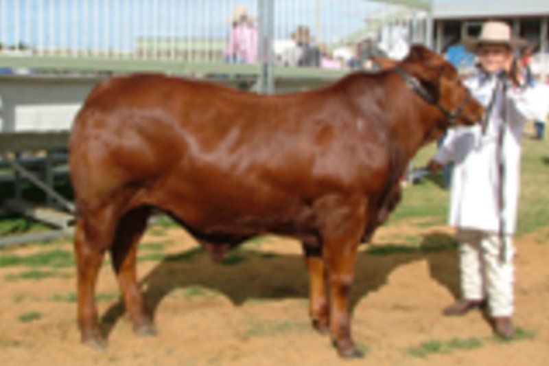 cow