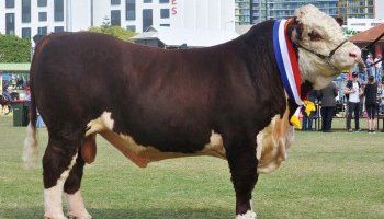 cow
