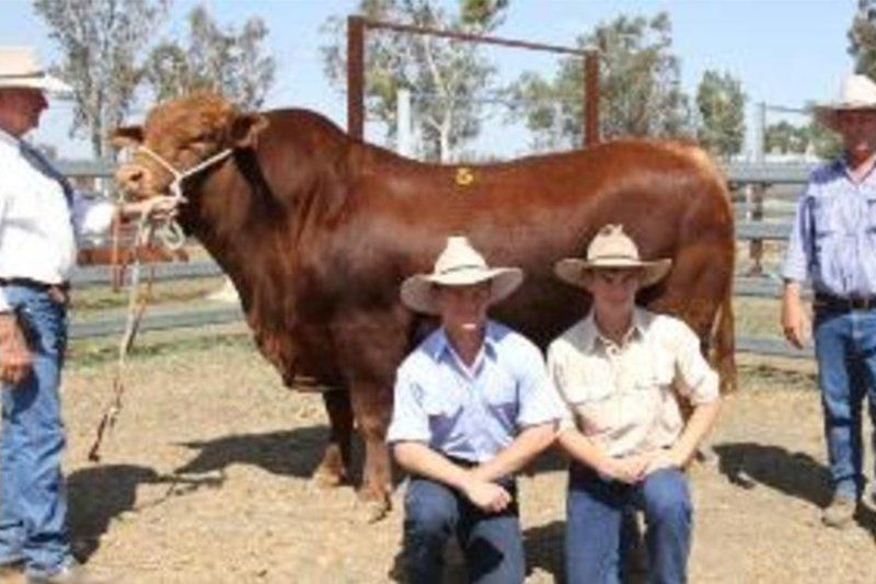 cow