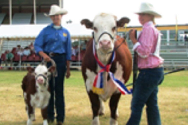 cow