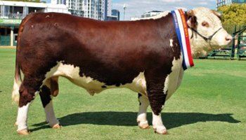 cow