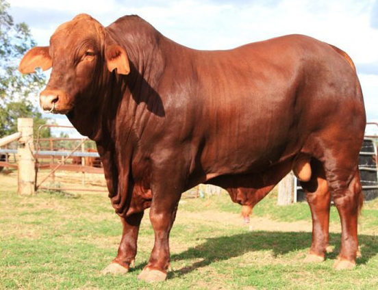 cow