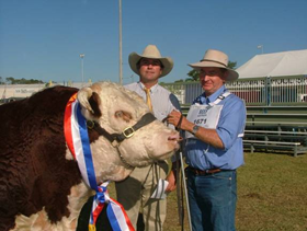 cow and two boy