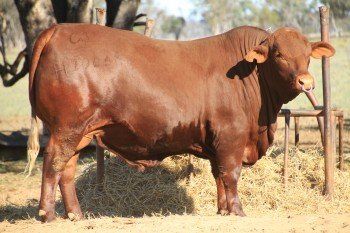 cow
