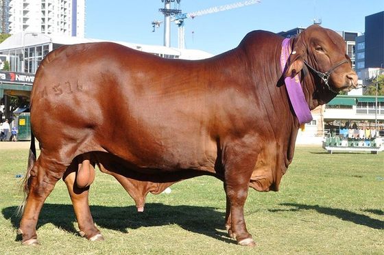 brown bulls