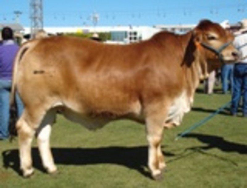 Duarran Sizzler