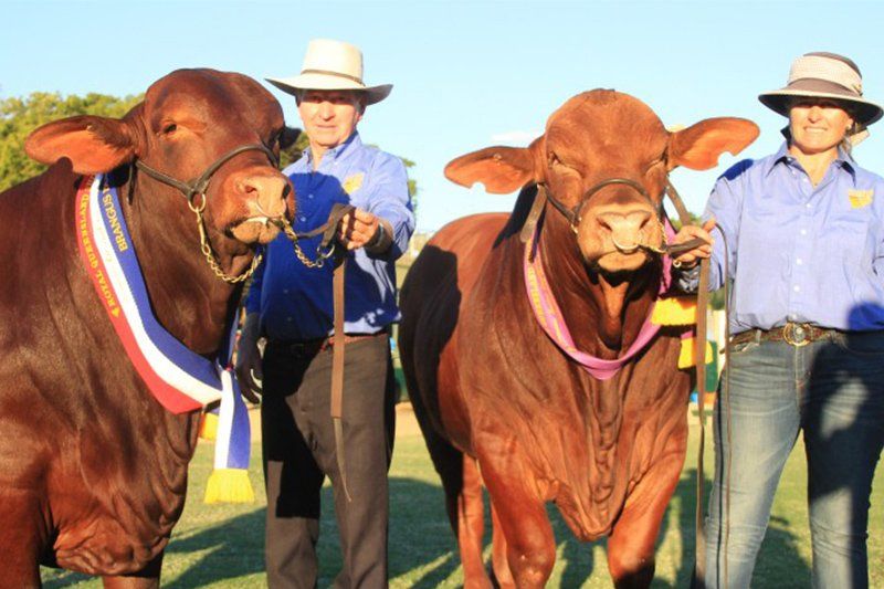 cow