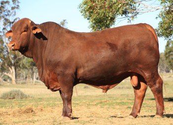 cow