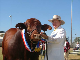 cow