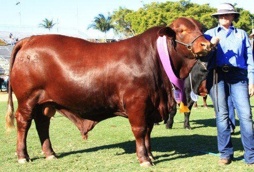 cow