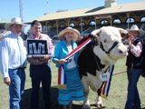 cow and people