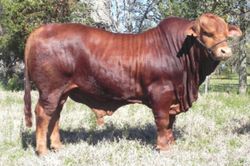 cow