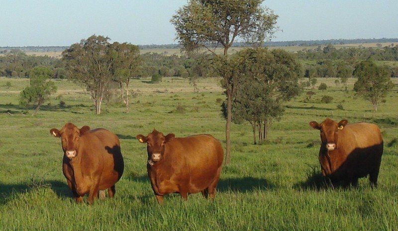 cows