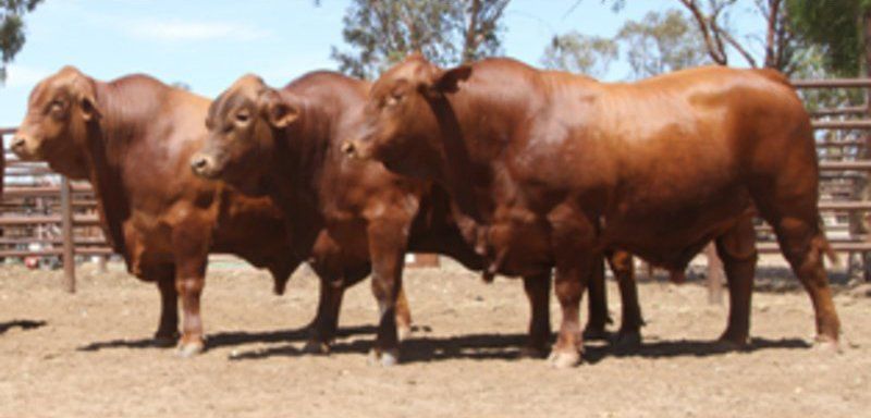 cow