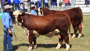 cow