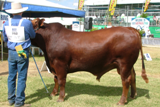 cow