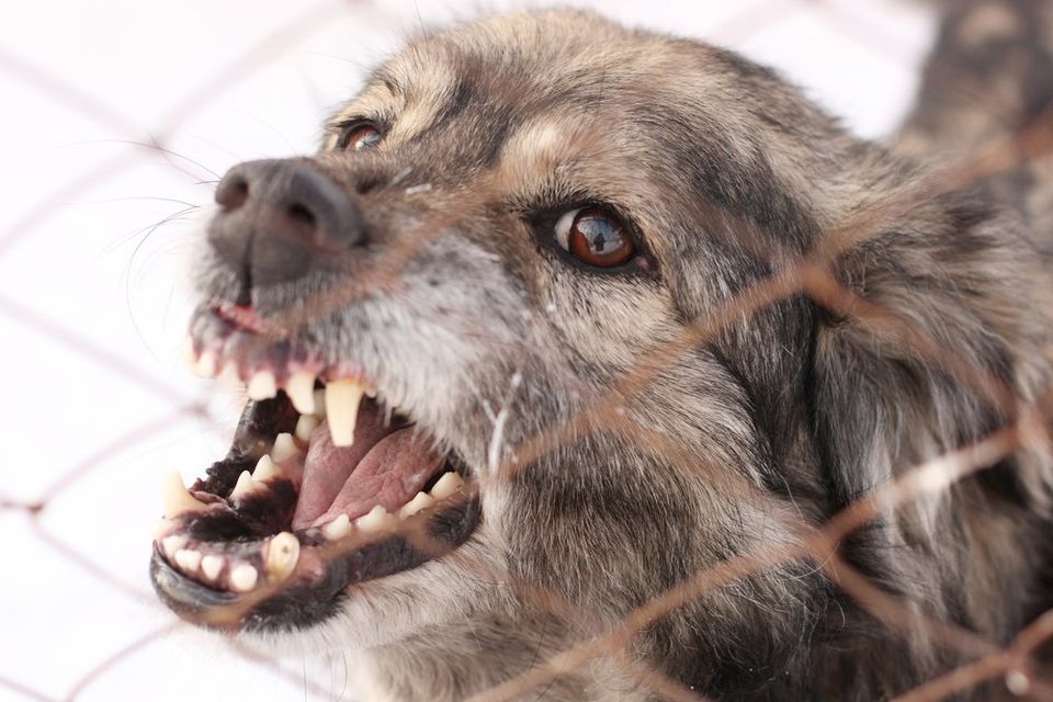 Dog Bite Attorneys Duluth GA