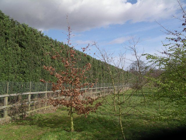Large hedges