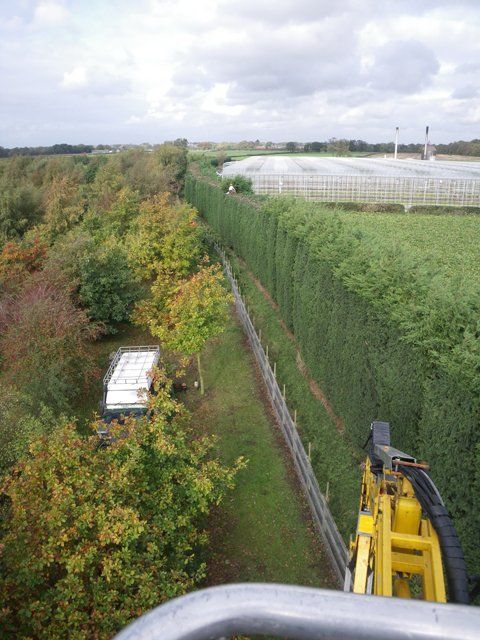 Large hedges