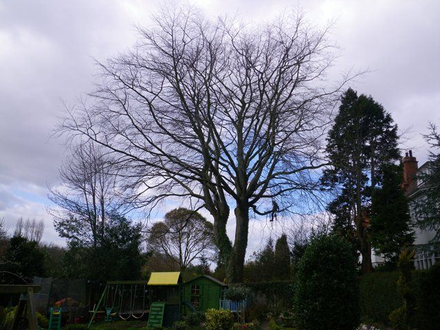 Crown reduction - Before