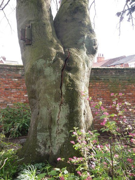 Split Tree