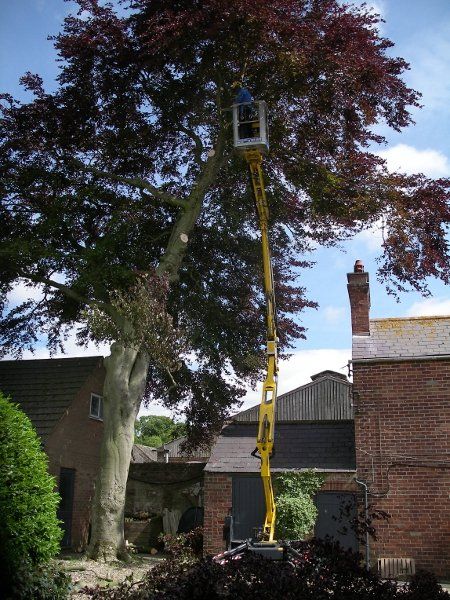 Obstacles around the tree