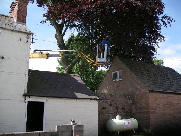 Obstacles around the tree