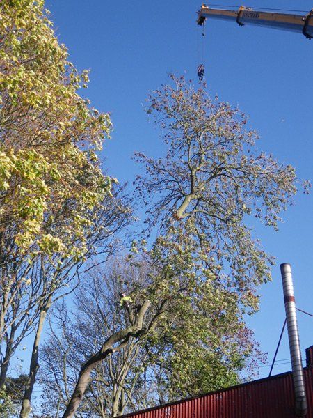 Crane dismantling of tree