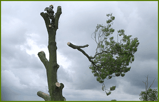 Tree surgeon cutting down a tree