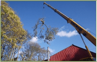 For tree services in Driffield call East Riding Arborists Crane taking down a tree