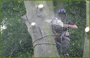 For tree surgery in Driffield call East Riding Arborists Tree surgeon with a chainsaw up a tree