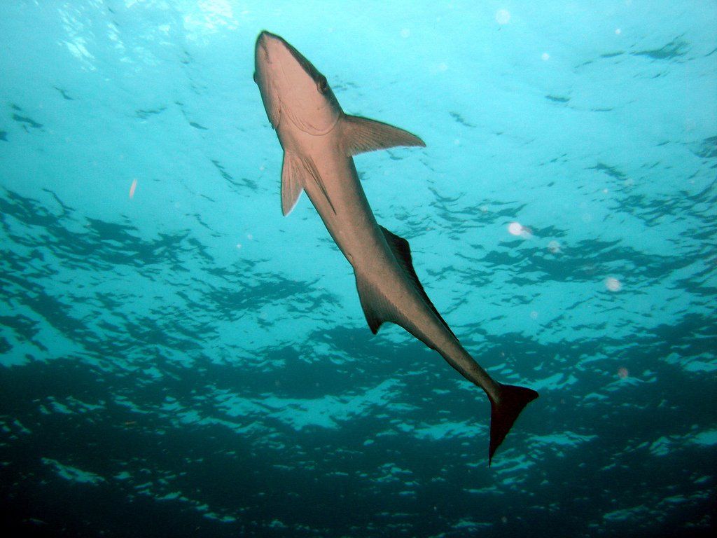 Plongée - Requin