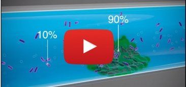 Biofilm Video