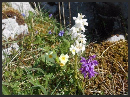 The Burren in bloom.
