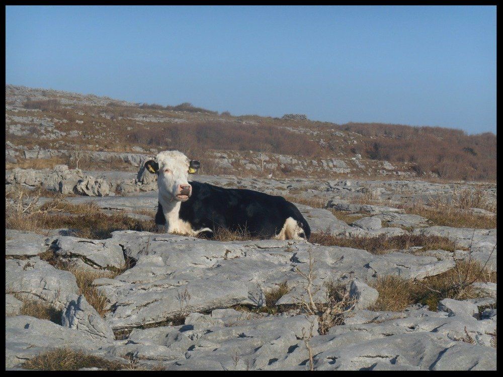 Reverse transhumance