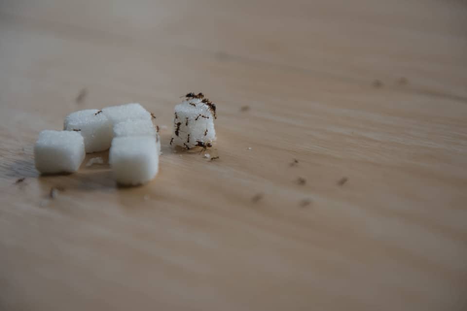 3 Tips to Prevent Home Pests in the First Place in Lexington, Kentucky (KY)
