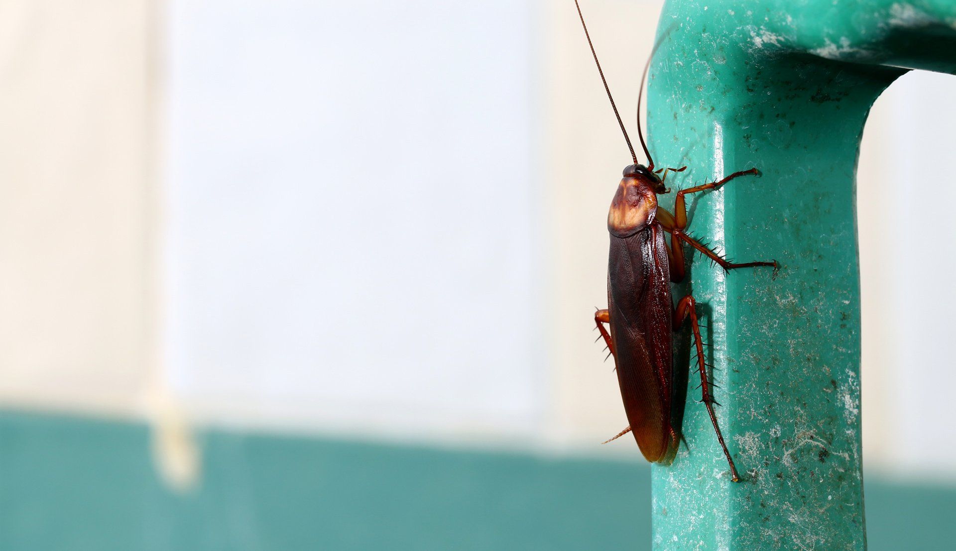 cockroaches
