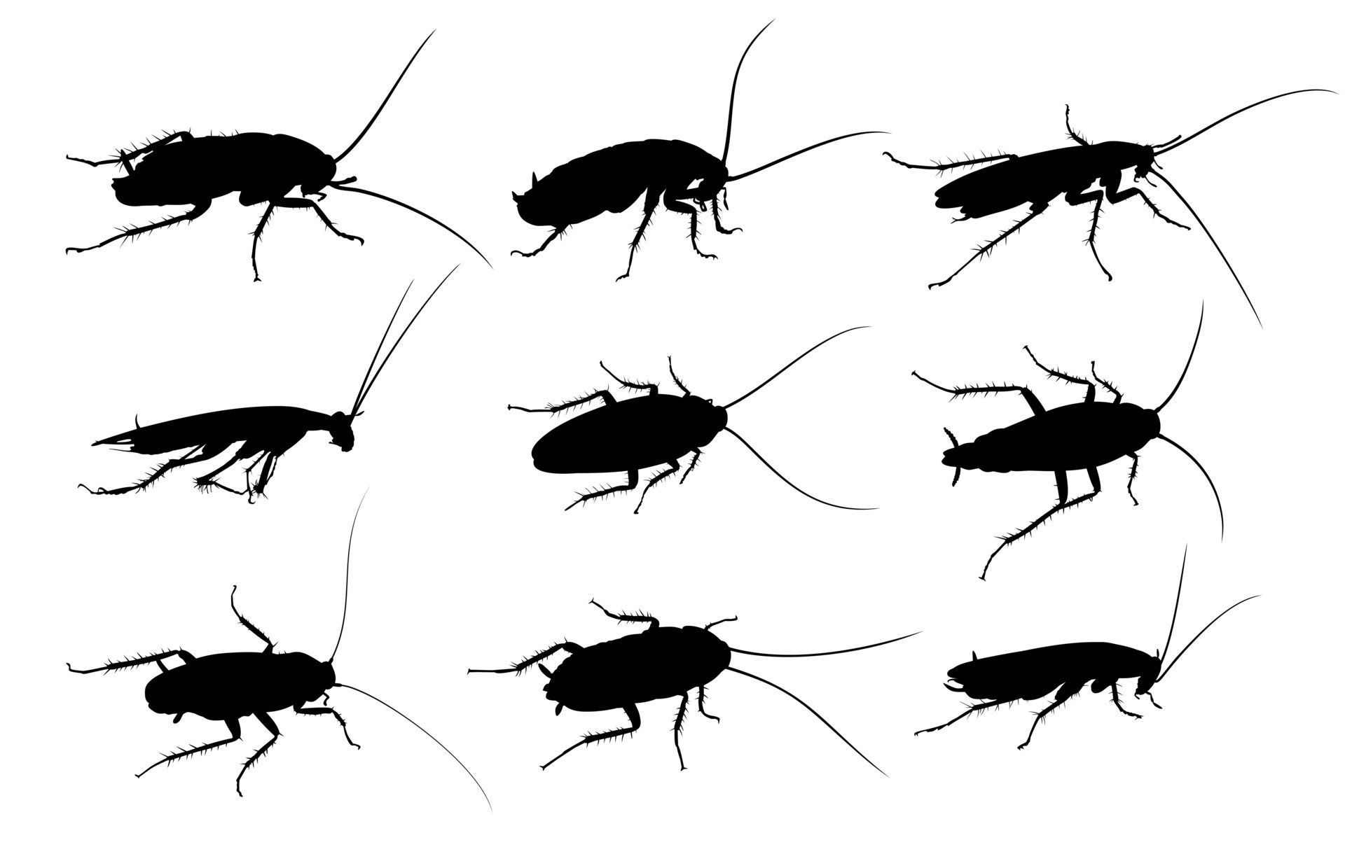 cockroaches