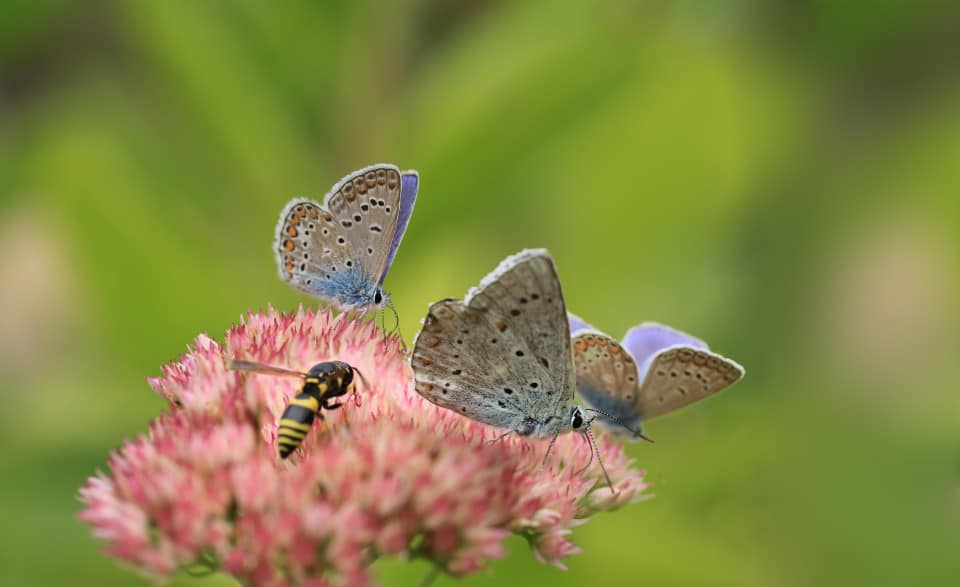 10 Surprising Insect Facts from Exterminators in Lexington, Kentucky (KY)