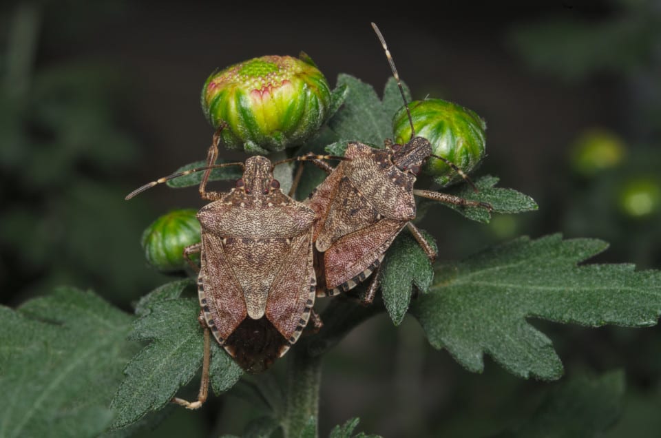 Are Stinkbugs Dangerous for Families in Lexington, Kentucky (KY) through unpleasant odor and potential bites