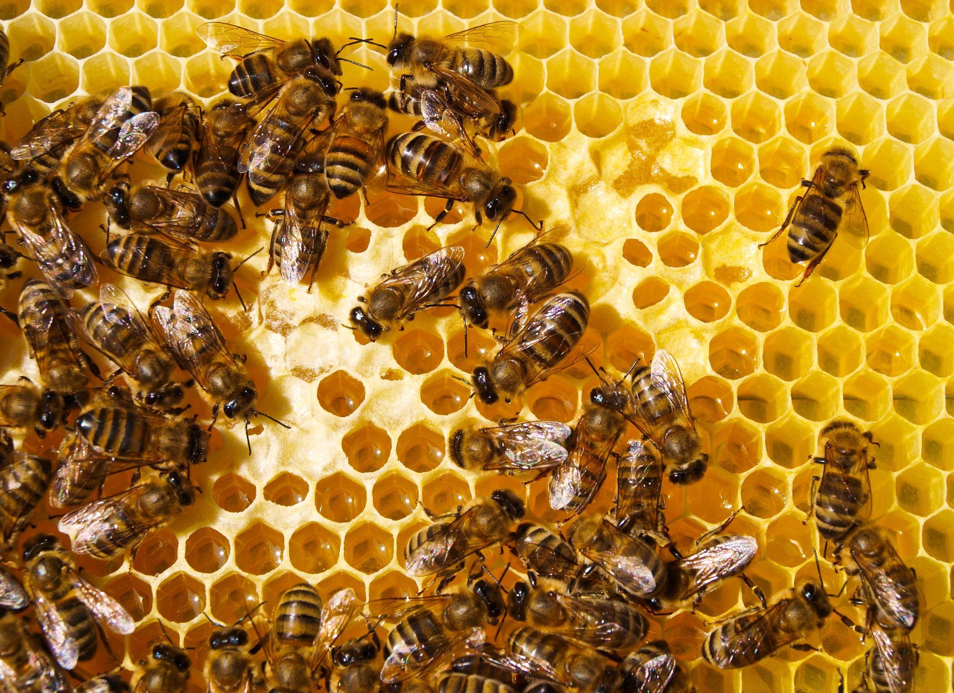 bee exterminator