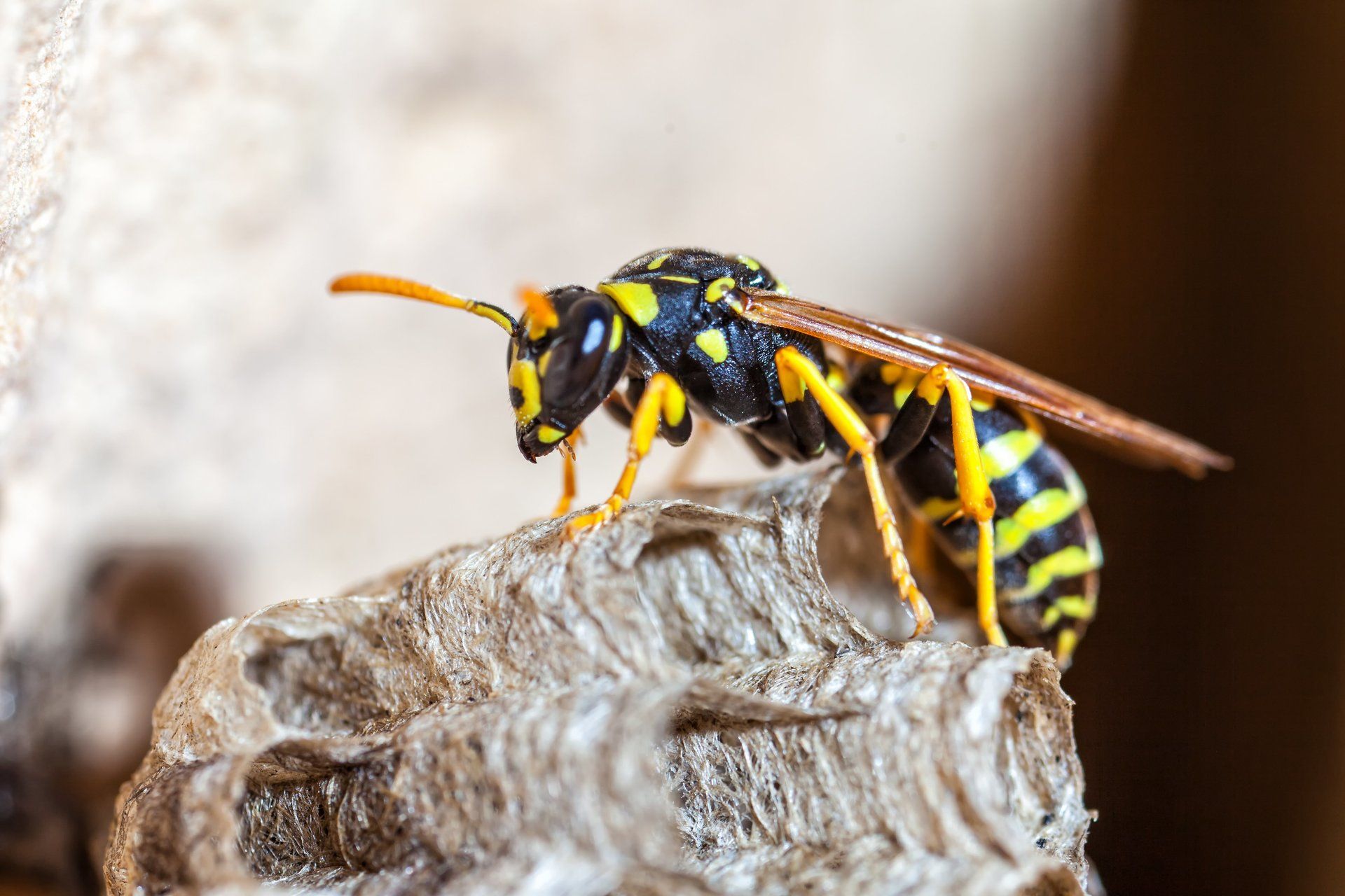 wasp exterminator