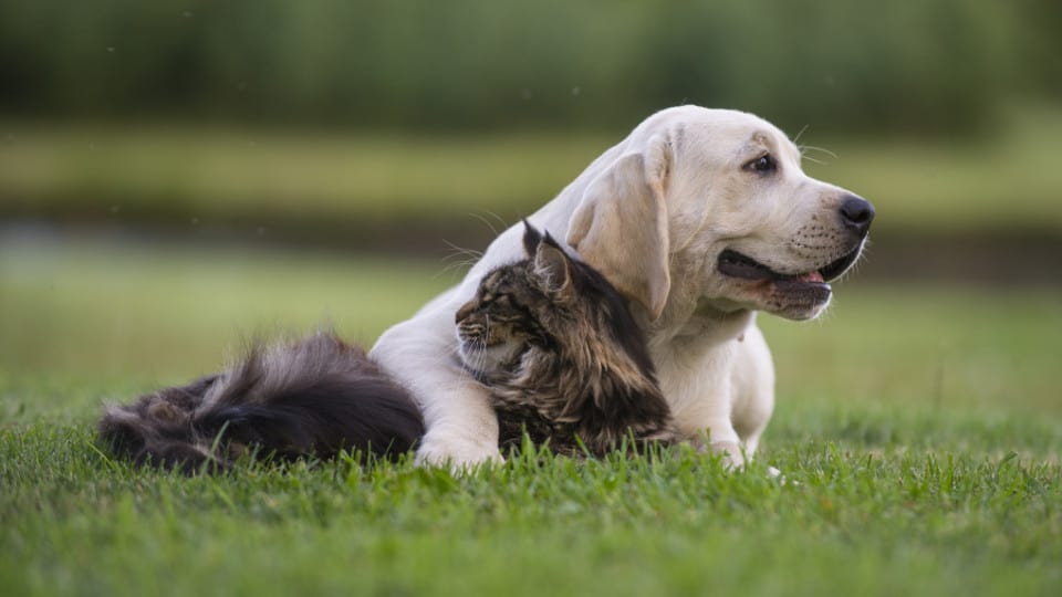 Tips for Keeping Pets Safe from Pests in Lexington, Kentucky (KY)