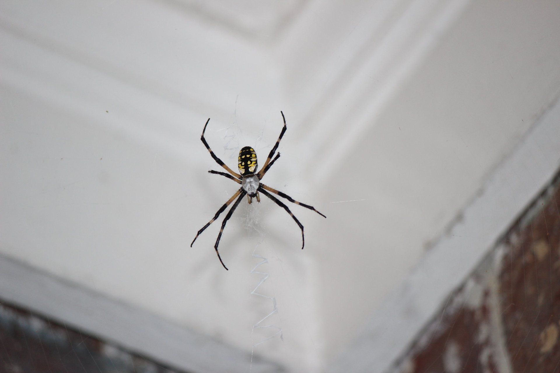 spiders