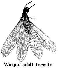 winged adult termite