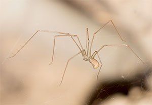 Cellar Spider
