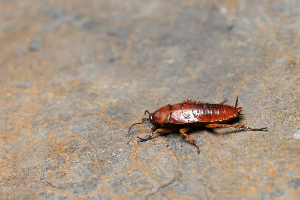 Conquering Household Pests in Homes Near Lexington, Kentucky (KY) like Ants, Mosquitos, Cockroaches, and Bed Bugs
